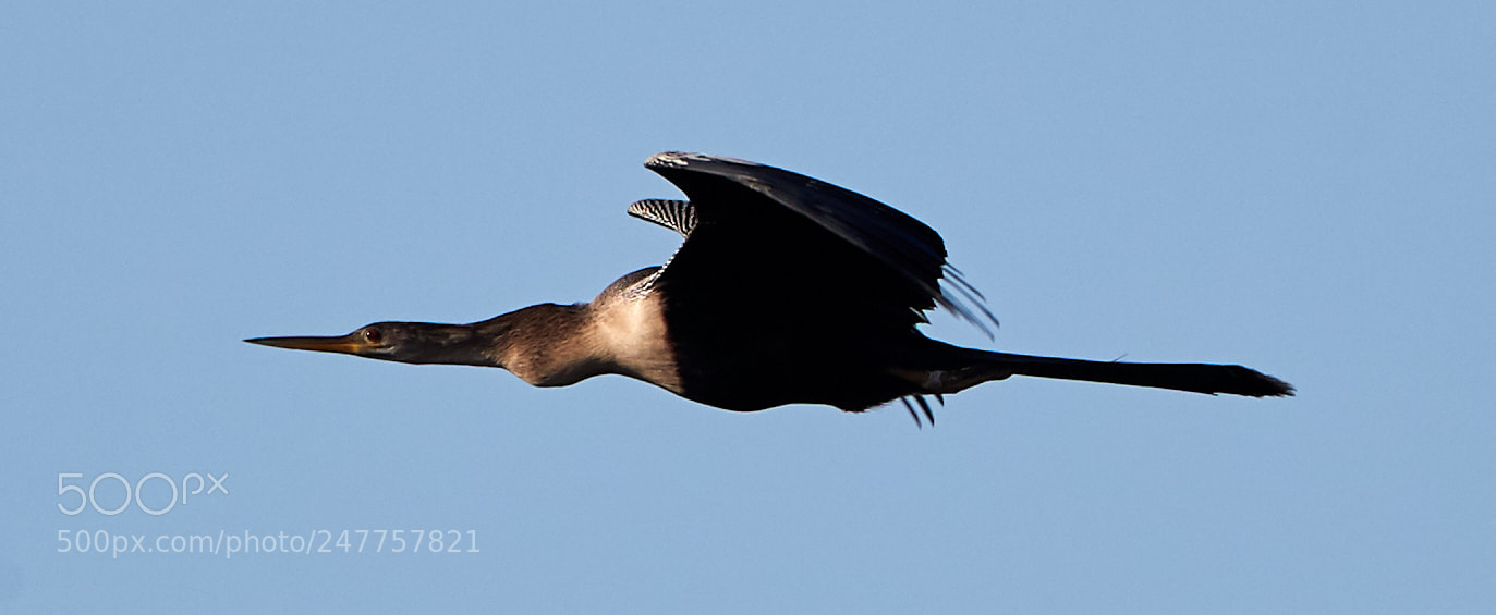 Canon EOS-1D X Mark II sample photo. 02-28-18-0005632.jpg photography