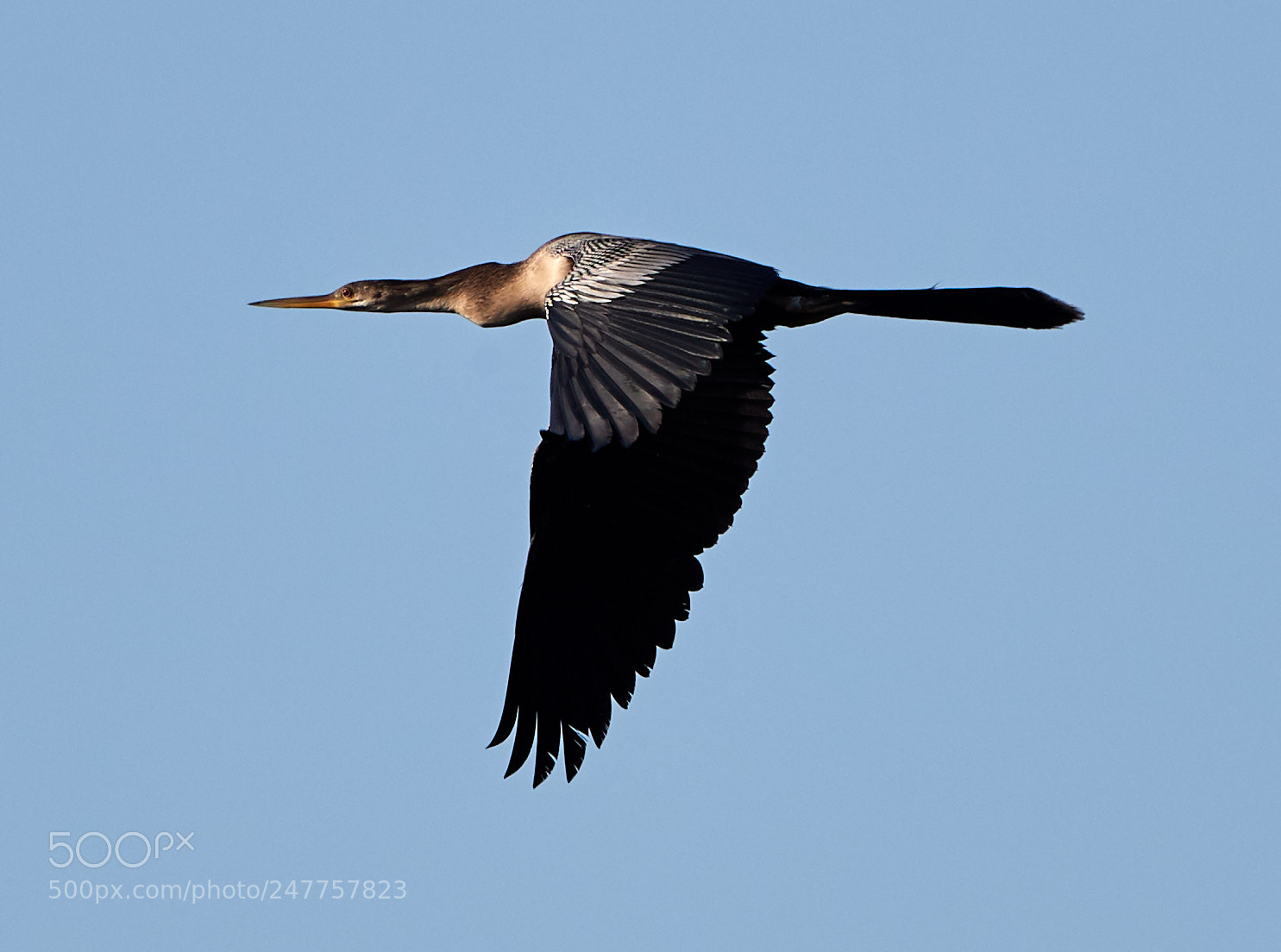 Canon EOS-1D X Mark II sample photo. 02-28-18-0005631.jpg photography