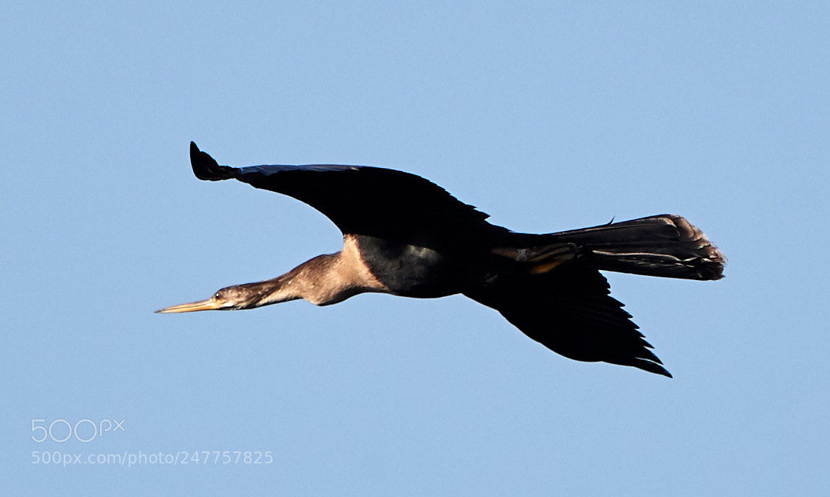 Canon EOS-1D X Mark II sample photo. 02-28-18-0005630.jpg photography