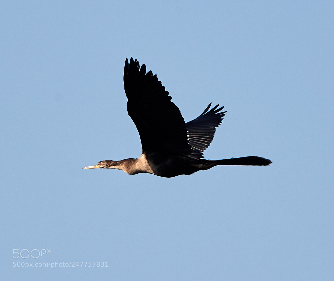 Canon EOS-1D X Mark II sample photo. 02-28-18-0005628.jpg photography