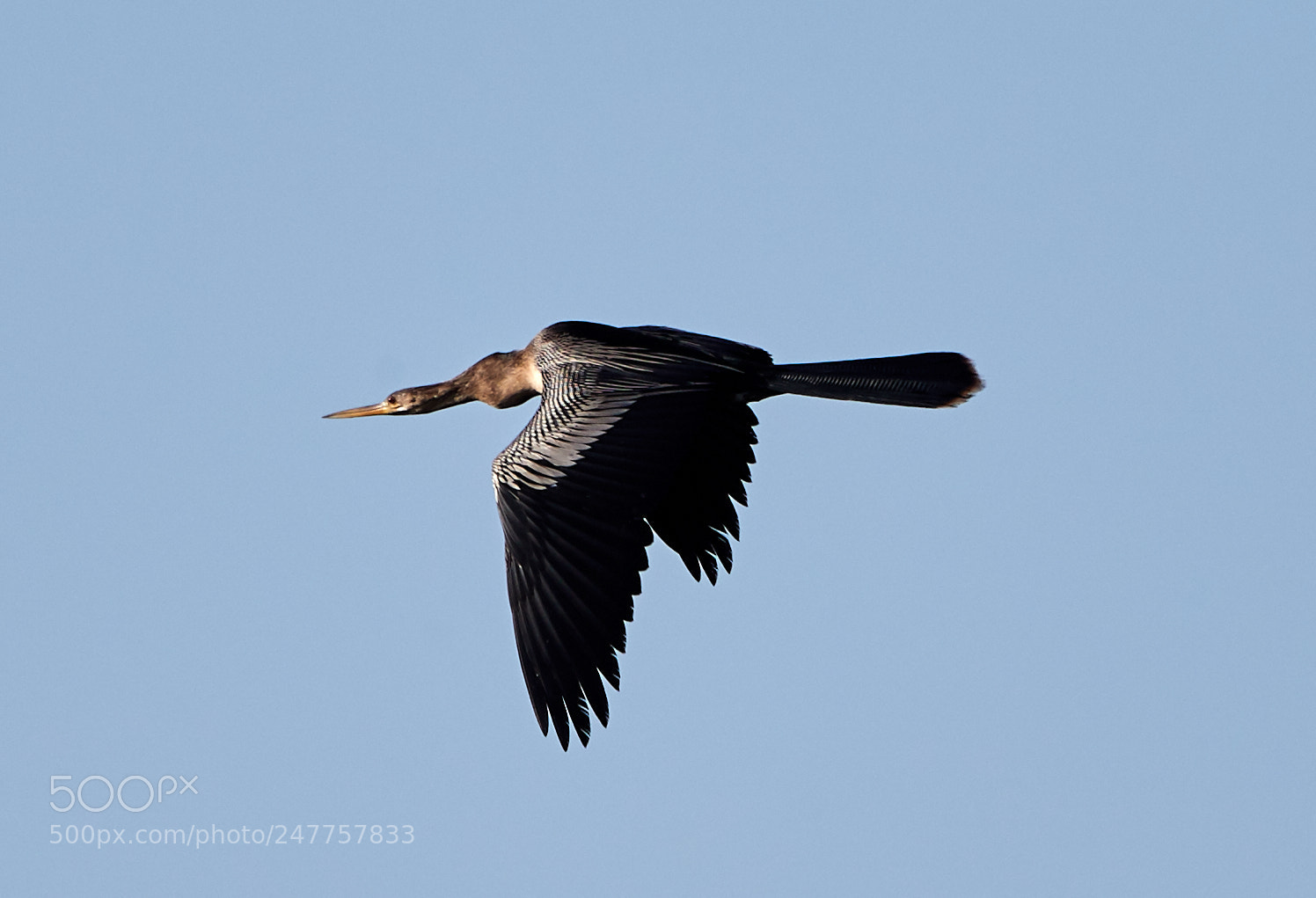 Canon EOS-1D X Mark II sample photo. 02-28-18-0005627.jpg photography