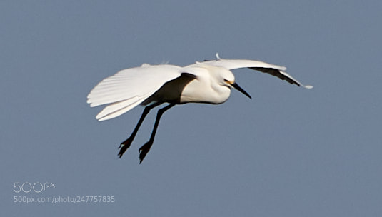 Canon EOS-1D X Mark II sample photo. 02-28-18-0005626.jpg photography