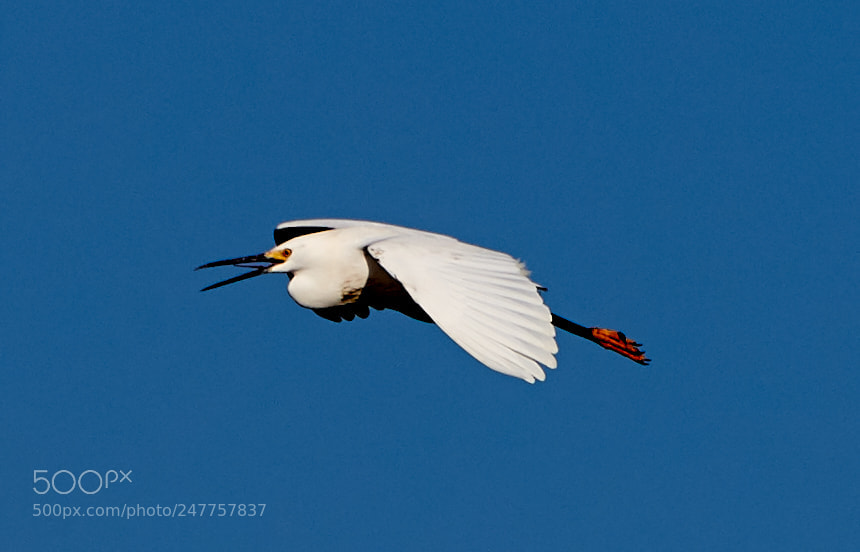 Canon EOS-1D X Mark II sample photo. 02-28-18-0005625.jpg photography