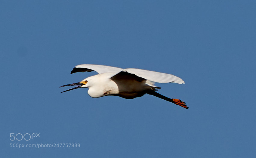 Canon EOS-1D X Mark II sample photo. 02-28-18-0005624.jpg photography