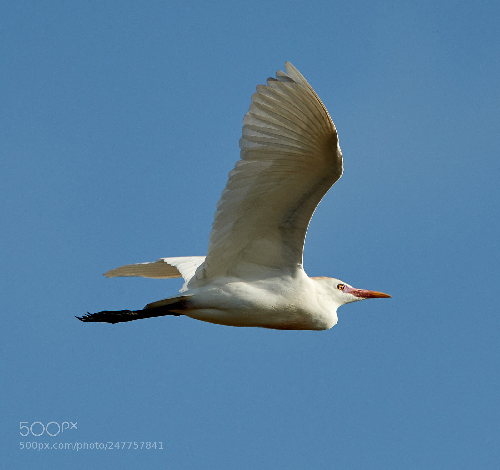 Canon EOS-1D X Mark II sample photo. 02-28-18-0005623.jpg photography