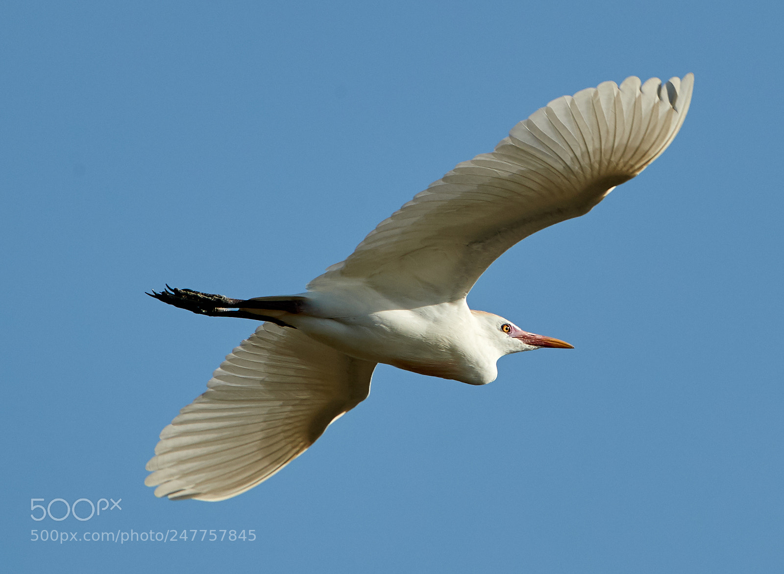 Canon EOS-1D X Mark II sample photo. 02-28-18-0005621.jpg photography