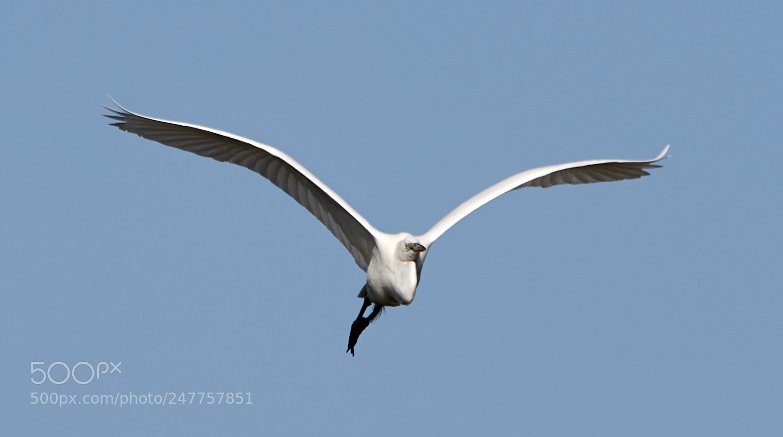 Canon EOS-1D X Mark II sample photo. 02-28-18-0005618.jpg photography