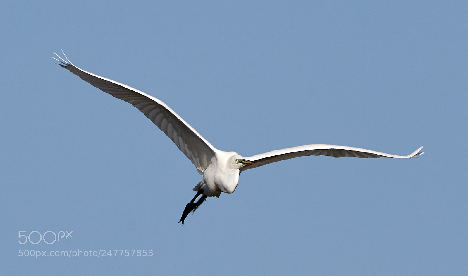 Canon EOS-1D X Mark II sample photo. 02-28-18-0005617.jpg photography