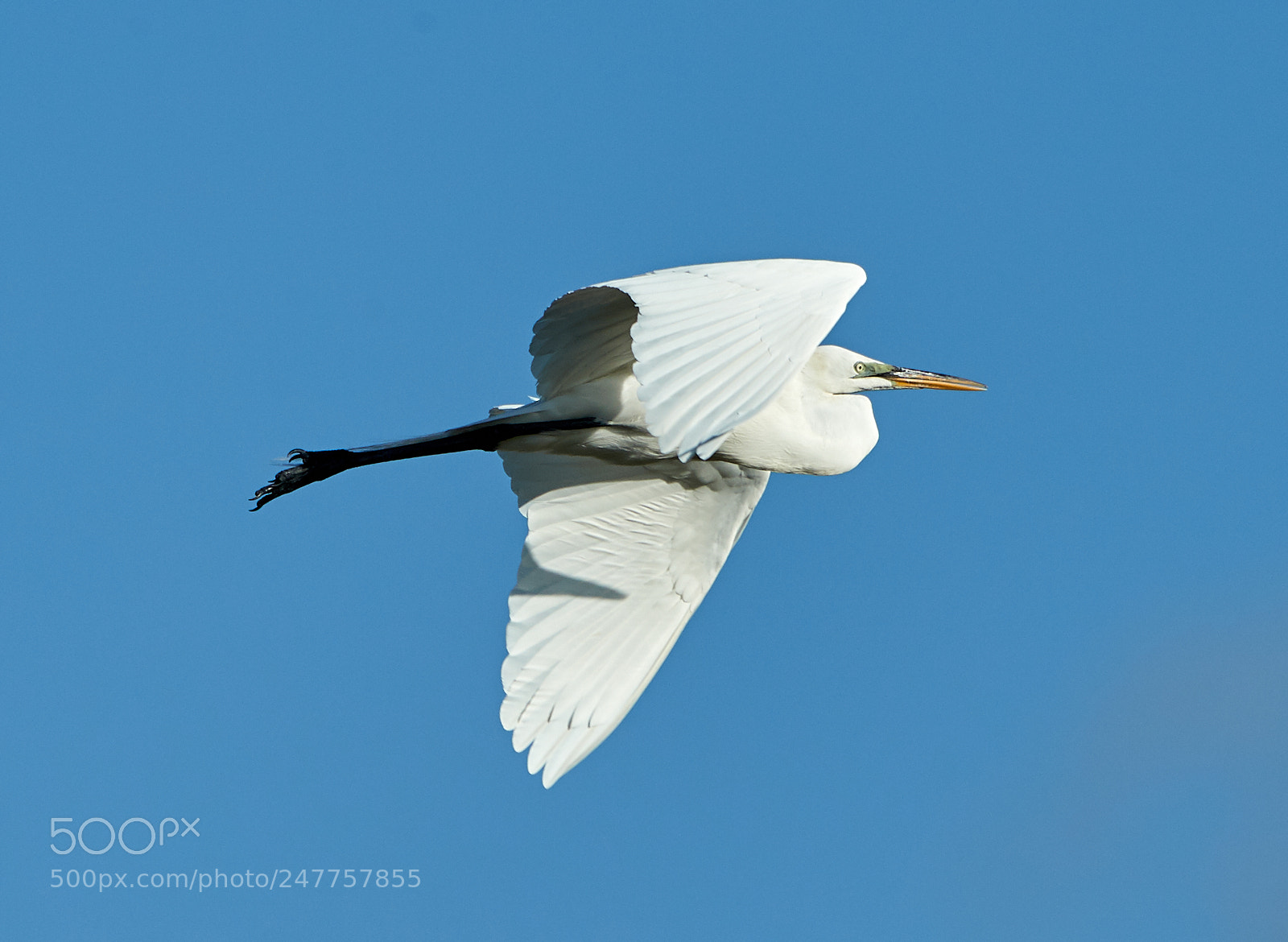 Canon EOS-1D X Mark II sample photo. 02-28-18-0005599.jpg photography