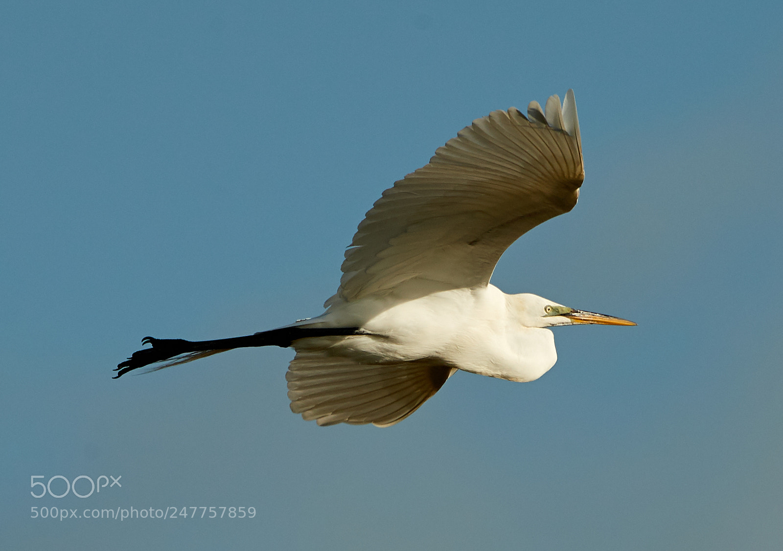 Canon EOS-1D X Mark II sample photo. 02-28-18-0005598.jpg photography