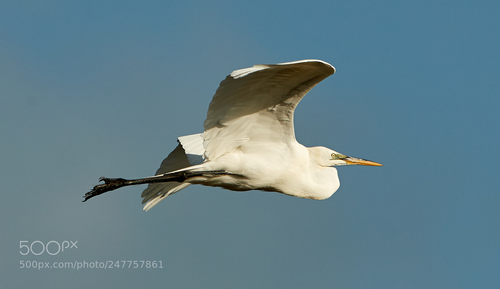Canon EOS-1D X Mark II sample photo. 02-28-18-0005597.jpg photography