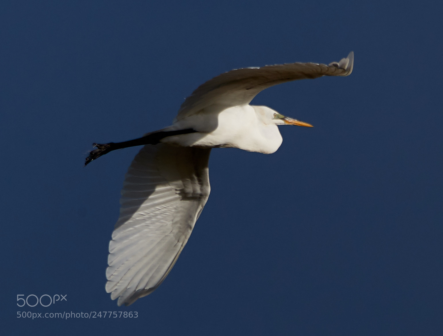 Canon EOS-1D X Mark II sample photo. 02-28-18-0005596.jpg photography