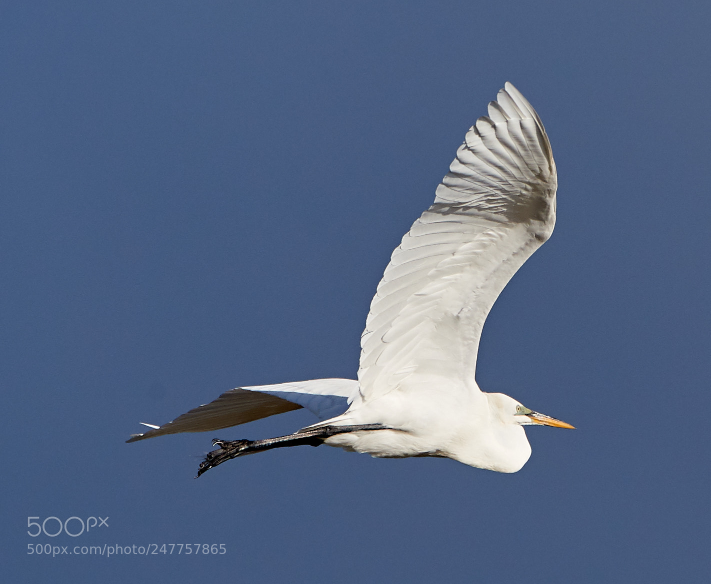 Canon EOS-1D X Mark II sample photo. 02-28-18-0005595.jpg photography