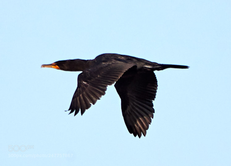 Canon EOS-1D X Mark II sample photo. 02-28-18-0005594.jpg photography