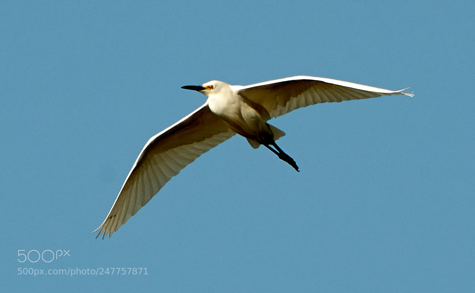 Canon EOS-1D X Mark II sample photo. 02-28-18-0005591.jpg photography