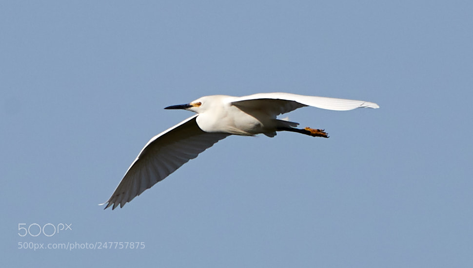 Canon EOS-1D X Mark II sample photo. 02-28-18-0005588.jpg photography