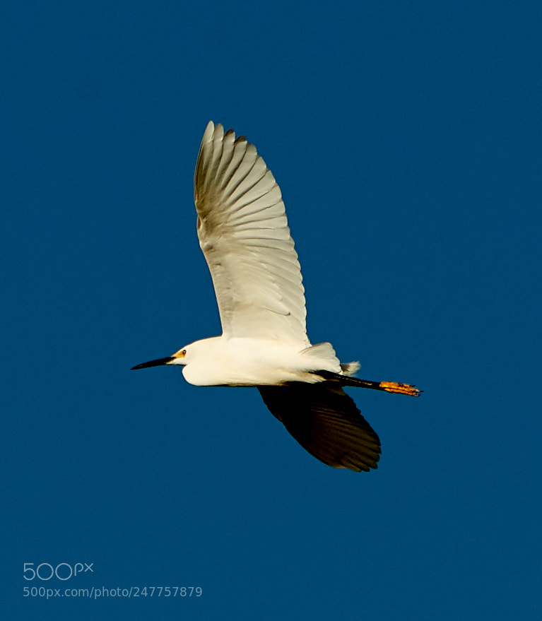 Canon EOS-1D X Mark II sample photo. 02-28-18-0005589.jpg photography