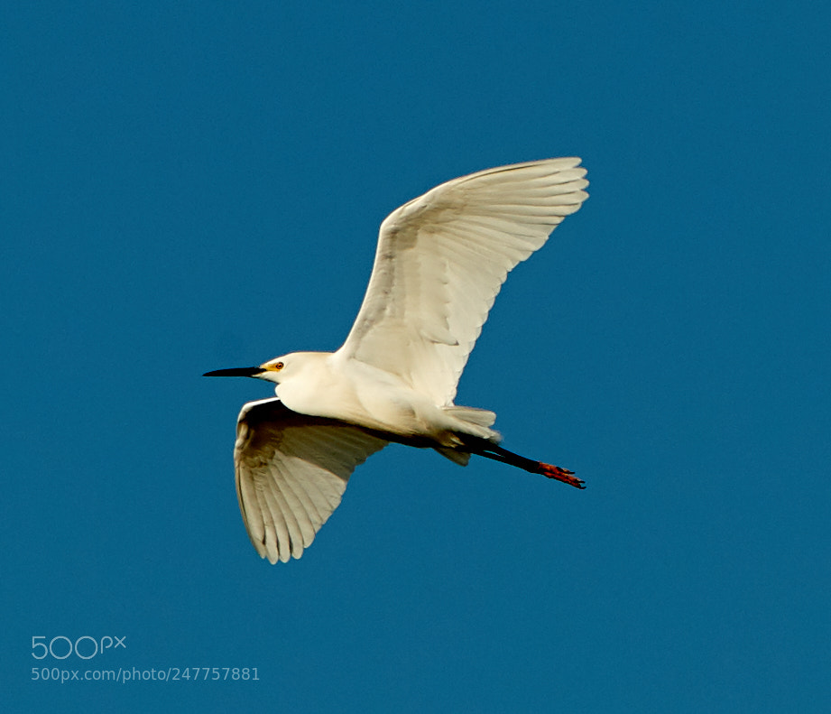 Canon EOS-1D X Mark II sample photo. 02-28-18-0005590.jpg photography