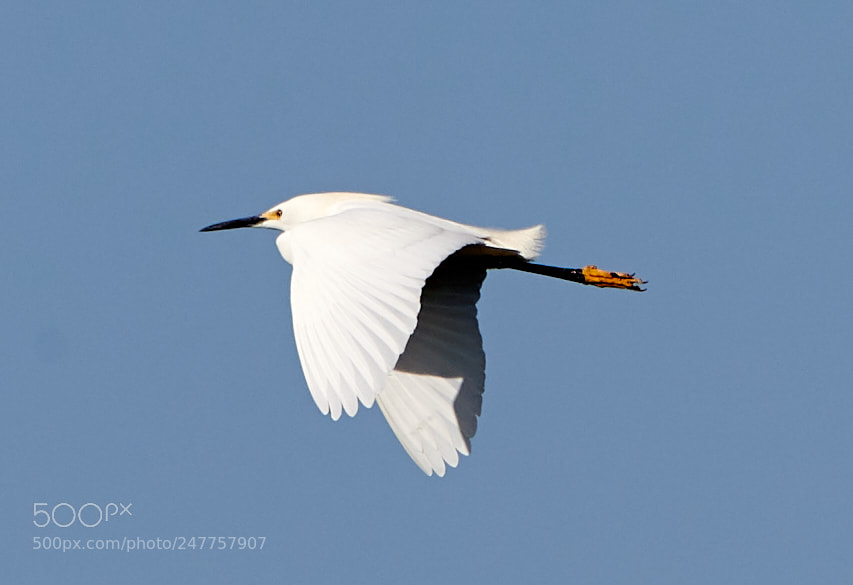 Canon EOS-1D X Mark II sample photo. 02-28-18-0005587.jpg photography