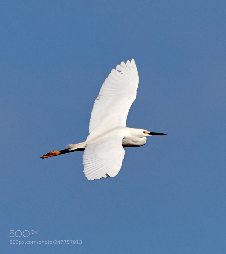 Canon EOS-1D X Mark II sample photo. 02-28-18-0005584.jpg photography