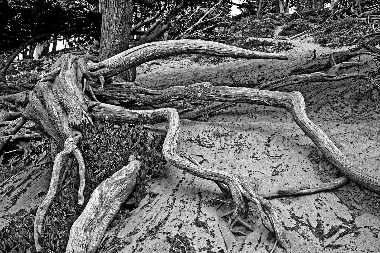 Fujifilm X-Pro2 sample photo. Cypress roots 2 photography