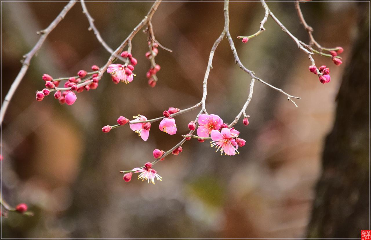 Nikon D810 sample photo. Yangsan tongdosa  flowet photography