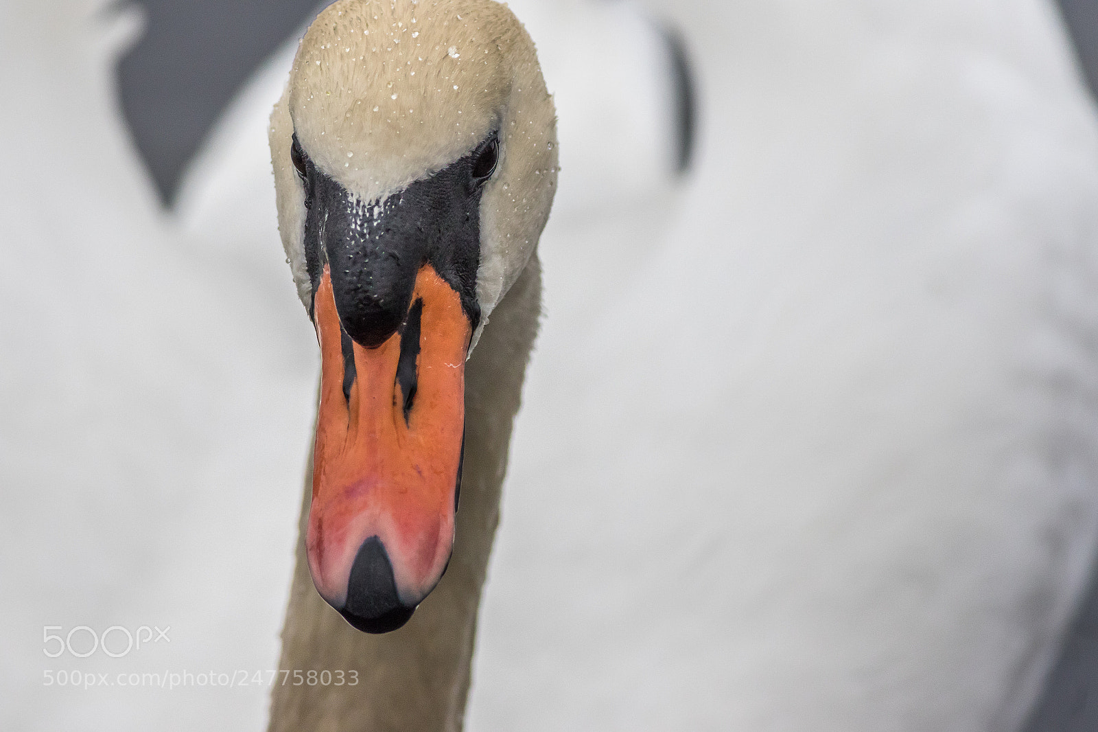 Canon EOS 7D Mark II sample photo. 011-5374.jpg photography