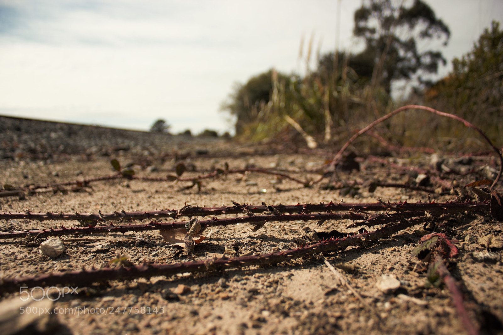 Canon EOS 550D (EOS Rebel T2i / EOS Kiss X4) sample photo. Thorns photography
