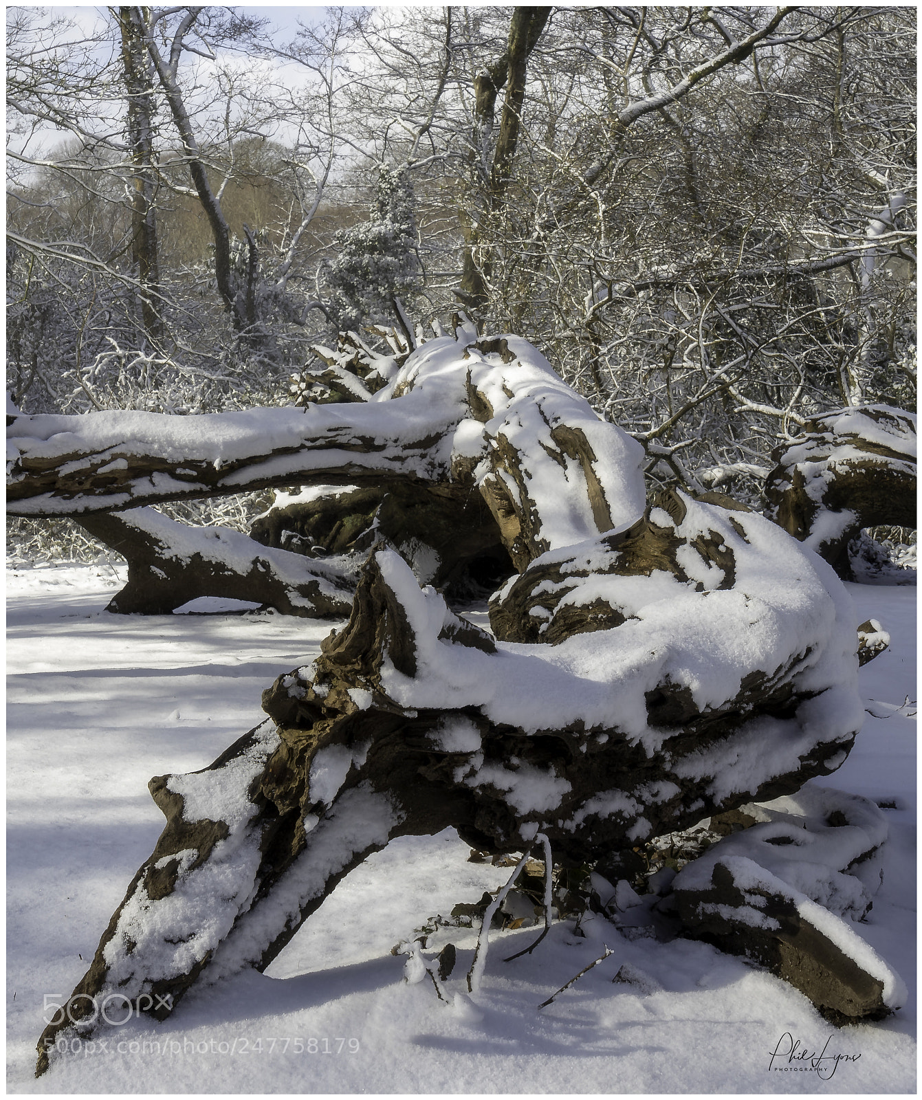 Canon EOS 80D sample photo. Fallen tree photography