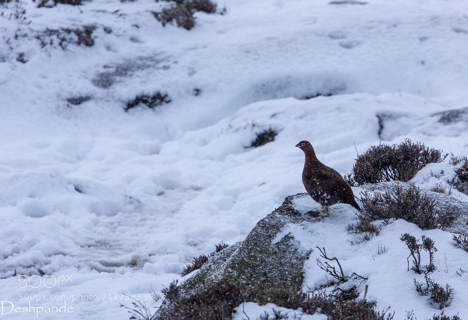 Canon EOS 60D sample photo. Peakdistrictram (of ) photography
