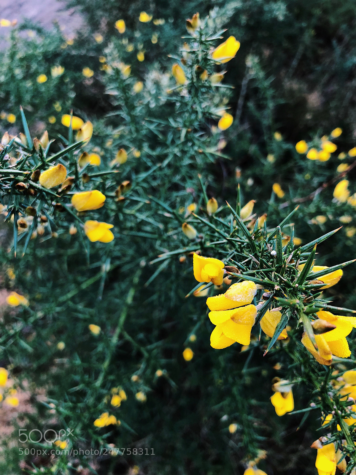 Apple iPhone 8 sample photo. Restart. photography