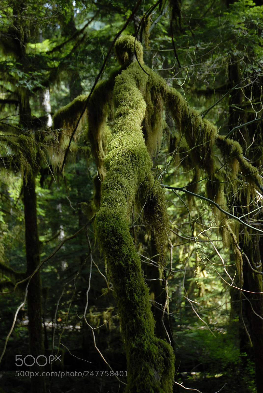 Nikon D200 sample photo. Sol duc, olympic national photography