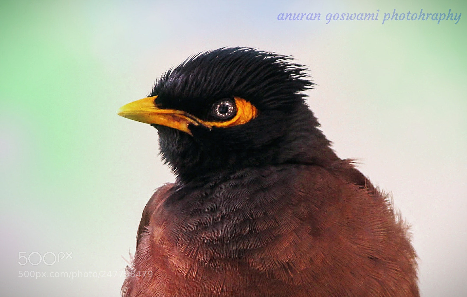Canon EOS 1200D (EOS Rebel T5 / EOS Kiss X70 / EOS Hi) sample photo. The eye... photography