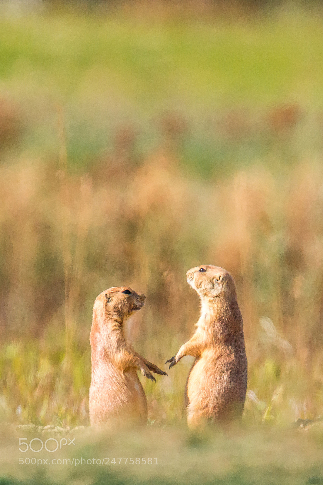 Sony SLT-A77 sample photo. Prairie dogs photography