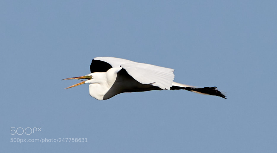 Canon EOS-1D X Mark II sample photo. 02-28-18-0005663.jpg photography