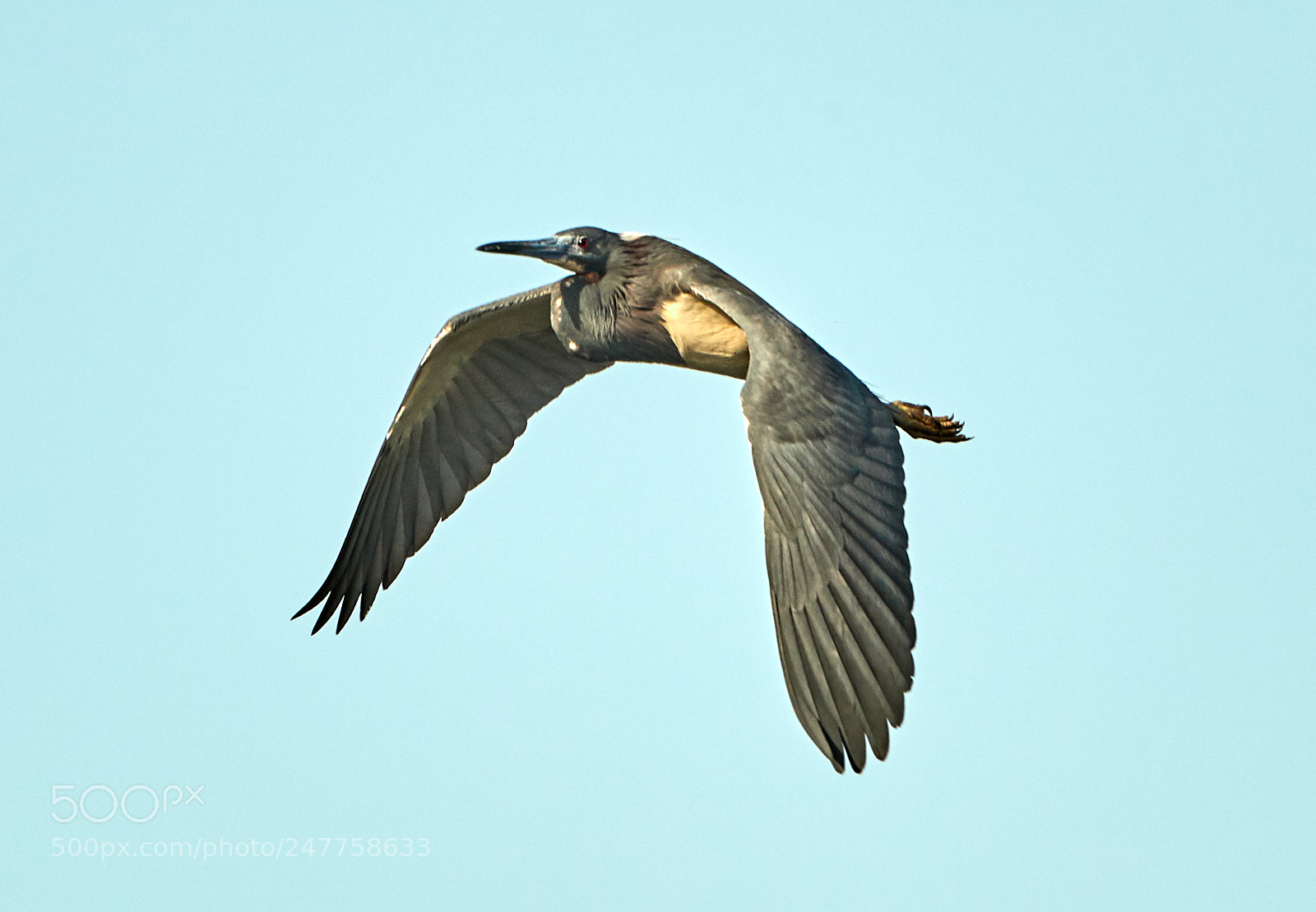 Canon EOS-1D X Mark II sample photo. 02-28-18-0005661.jpg photography