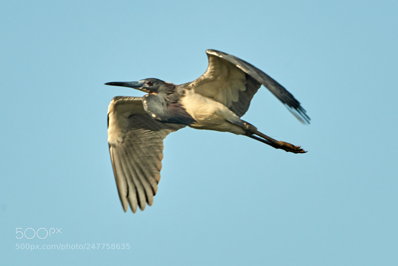 Canon EOS-1D X Mark II sample photo. 02-28-18-0005659.jpg photography