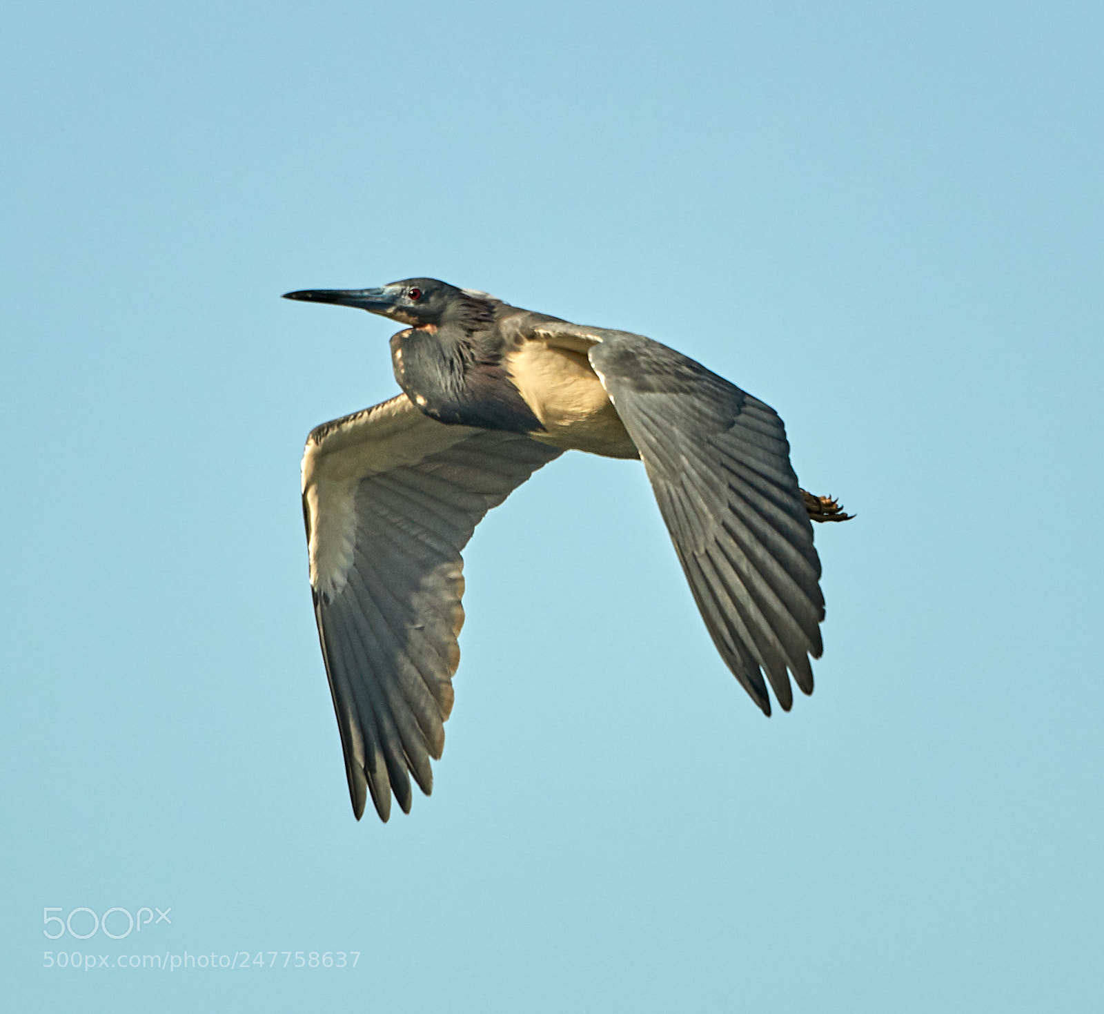 Canon EOS-1D X Mark II sample photo. 02-28-18-0005660.jpg photography