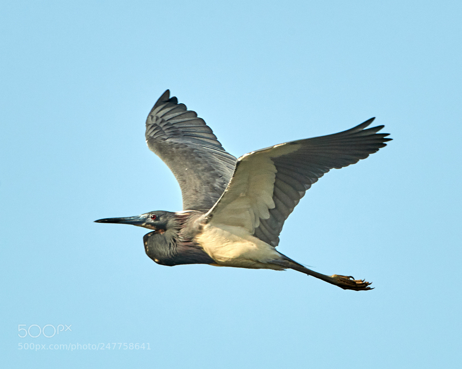 Canon EOS-1D X Mark II sample photo. 02-28-18-0005658.jpg photography