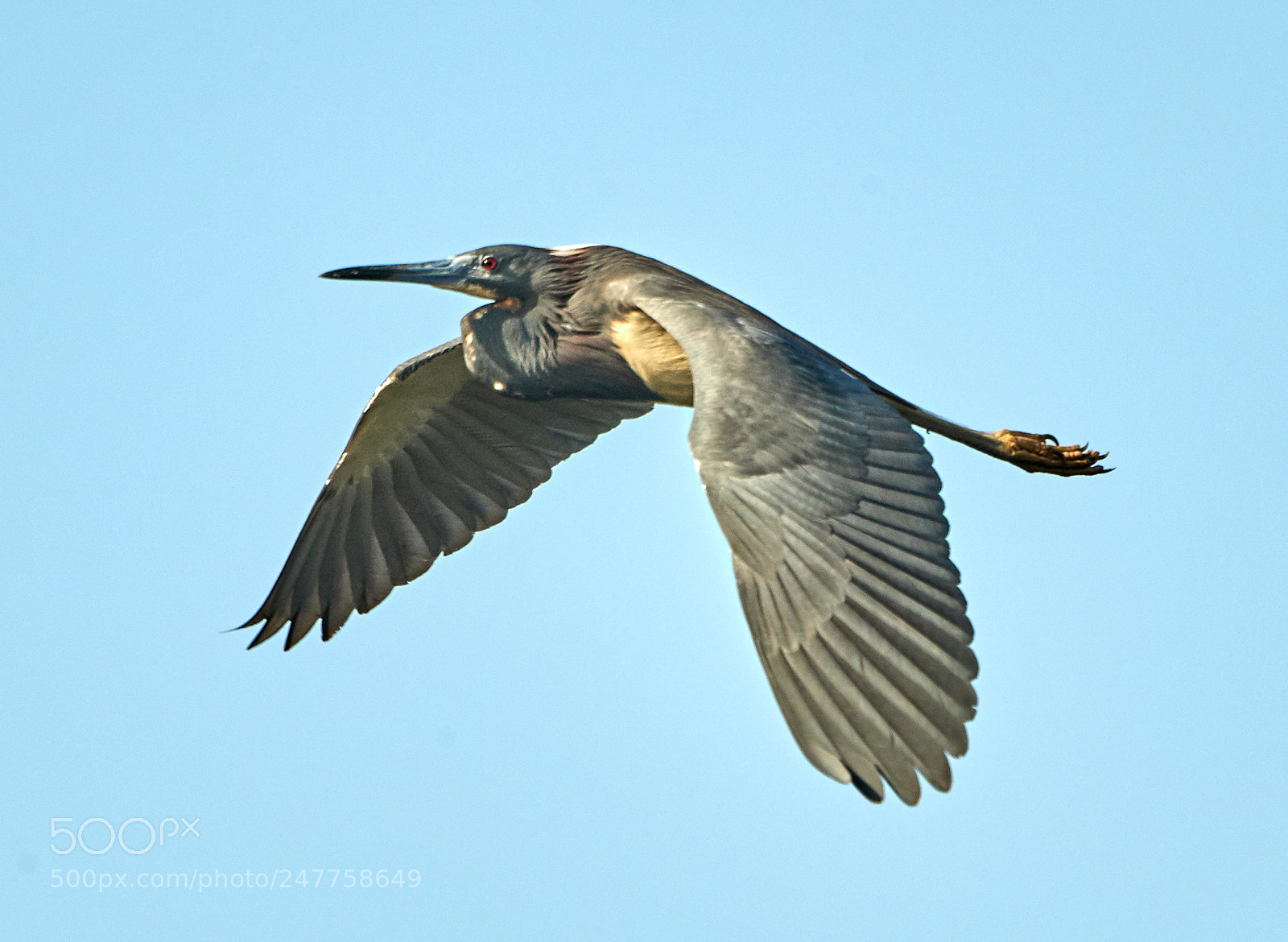 Canon EOS-1D X Mark II sample photo. 02-28-18-0005656.jpg photography
