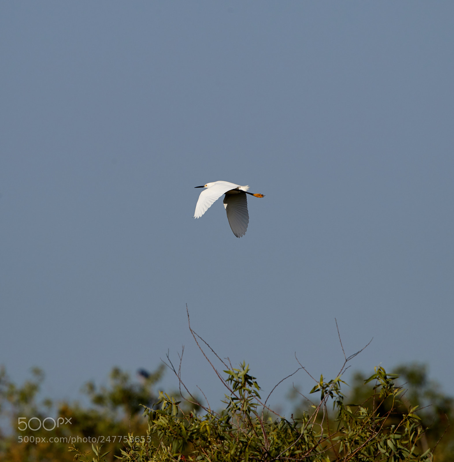 Canon EOS-1D X Mark II sample photo. 02-28-18-0005654.jpg photography