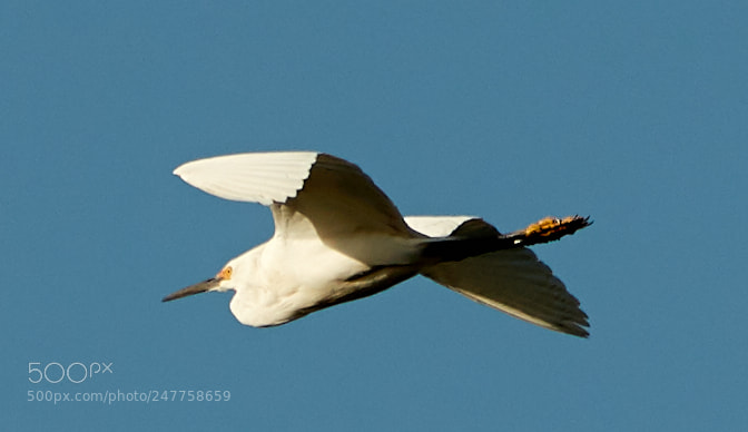Canon EOS-1D X Mark II sample photo. 02-28-18-0005652.jpg photography