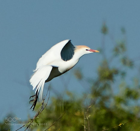 Canon EOS-1D X Mark II sample photo. 02-28-18-0005651.jpg photography