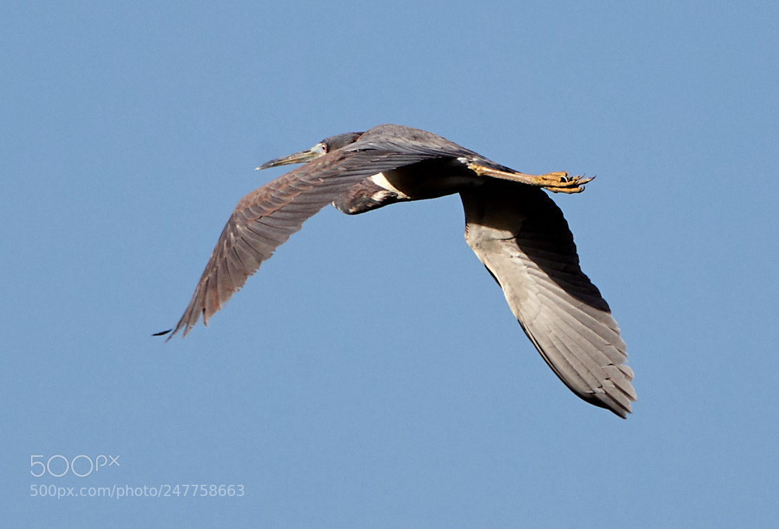 Canon EOS-1D X Mark II sample photo. 02-28-18-0005650.jpg photography