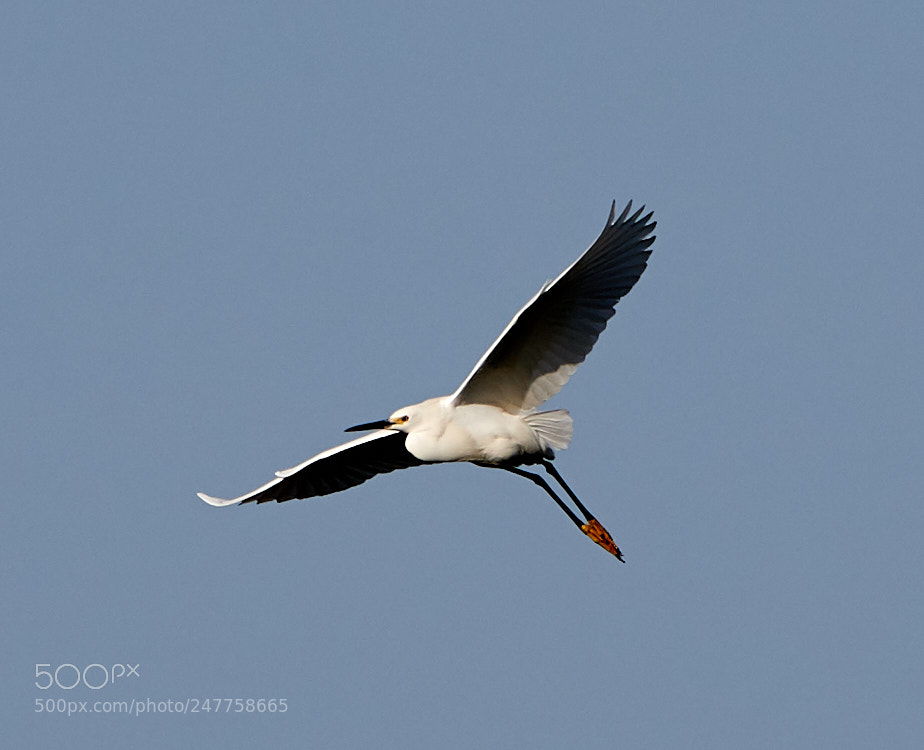 Canon EOS-1D X Mark II sample photo. 02-28-18-0005648.jpg photography