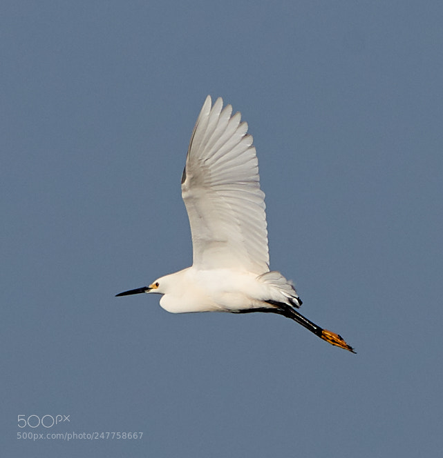 Canon EOS-1D X Mark II sample photo. 02-28-18-0005647.jpg photography