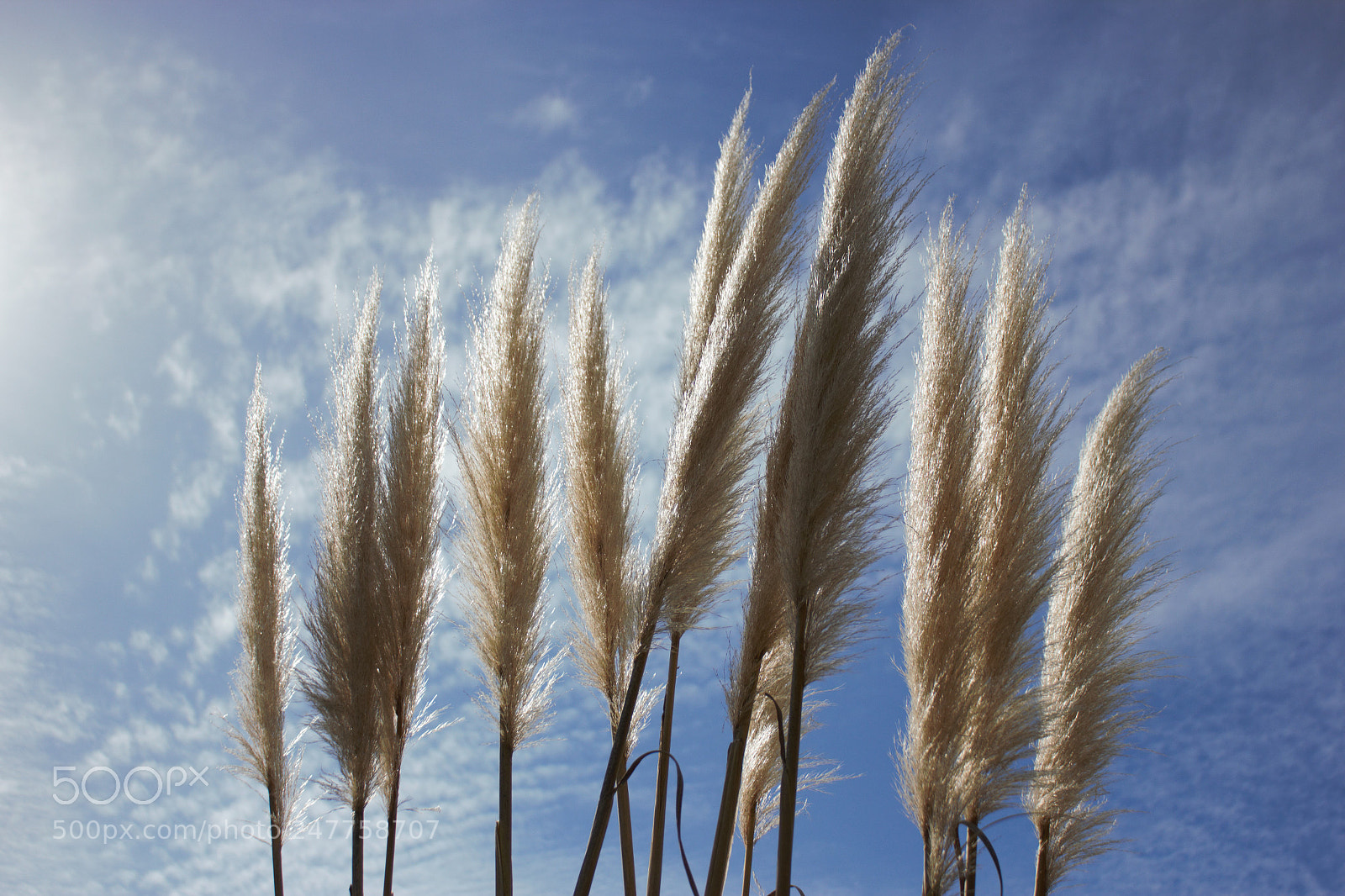 Canon EOS 550D (EOS Rebel T2i / EOS Kiss X4) sample photo. Pampas photography