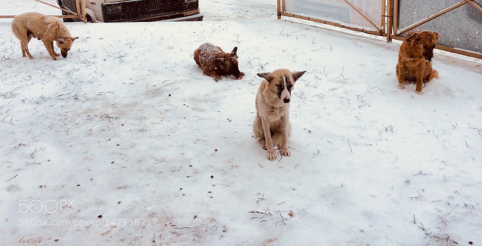 Apple iPhone 5s sample photo. Sad dogs... photography