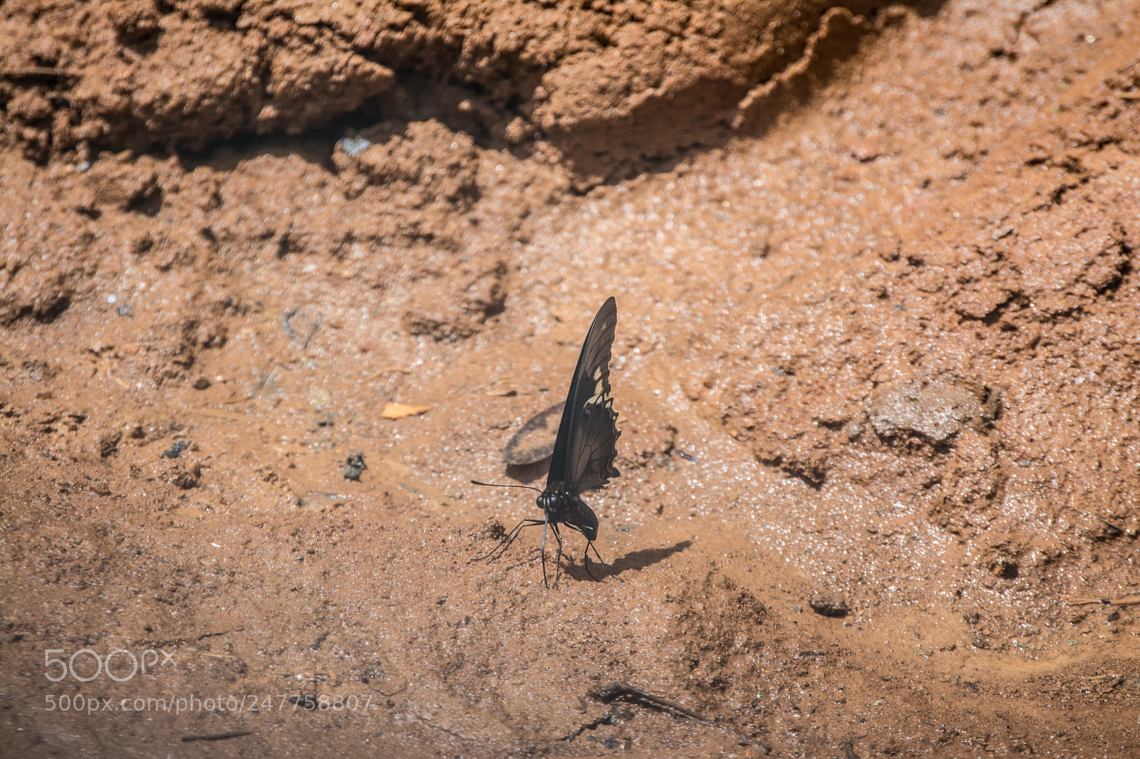 Nikon D5200 sample photo. Black butterfly photography