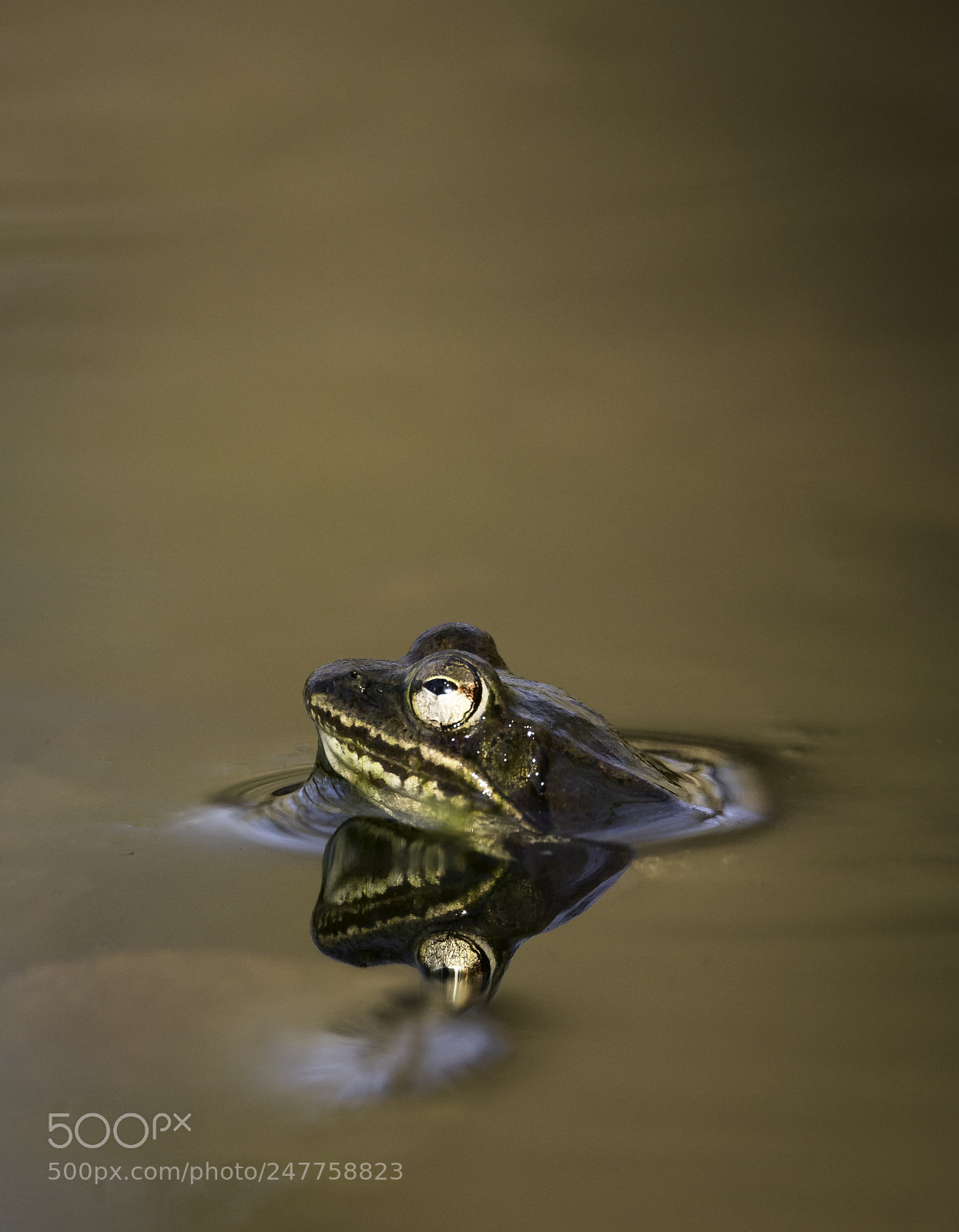 Canon EOS 750D (EOS Rebel T6i / EOS Kiss X8i) sample photo. Wood frog photography